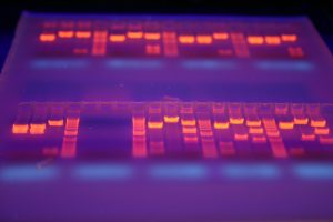 LP Bio-industries et biotechnologies 